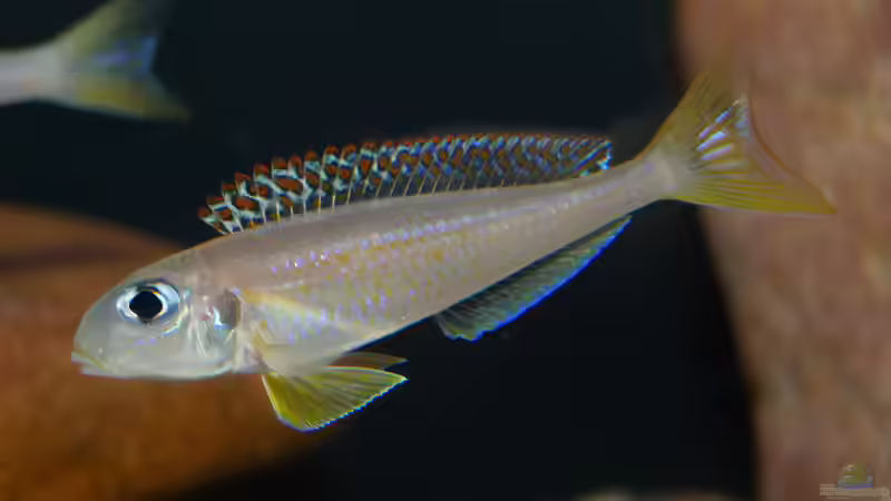 Xenotilapia Flavipinnis ´Red Royal Kekese´ von ravaka (136)