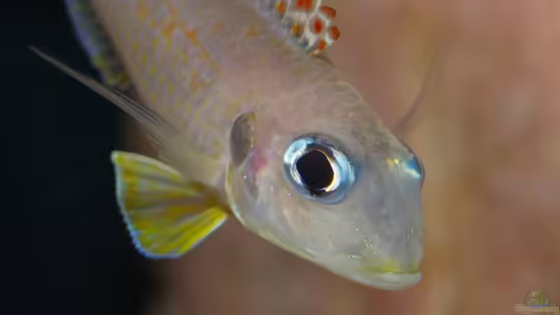 Xenotilapia Flavipinnis ´Red Royal Kekese´ von ravaka (138)