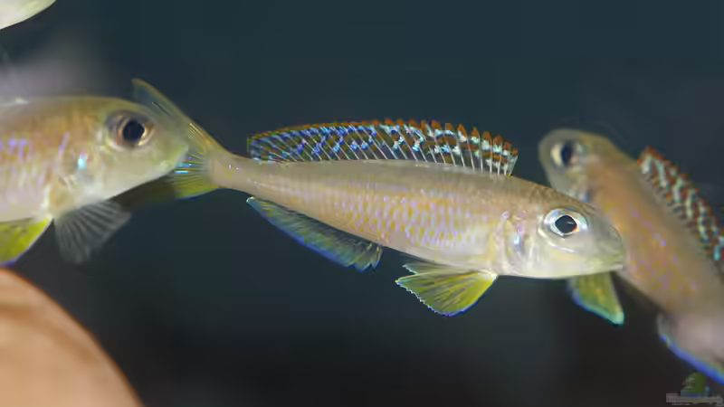 Xenotilapia Flavipinnis ´Red Royal Kekese´ von ravaka (141)