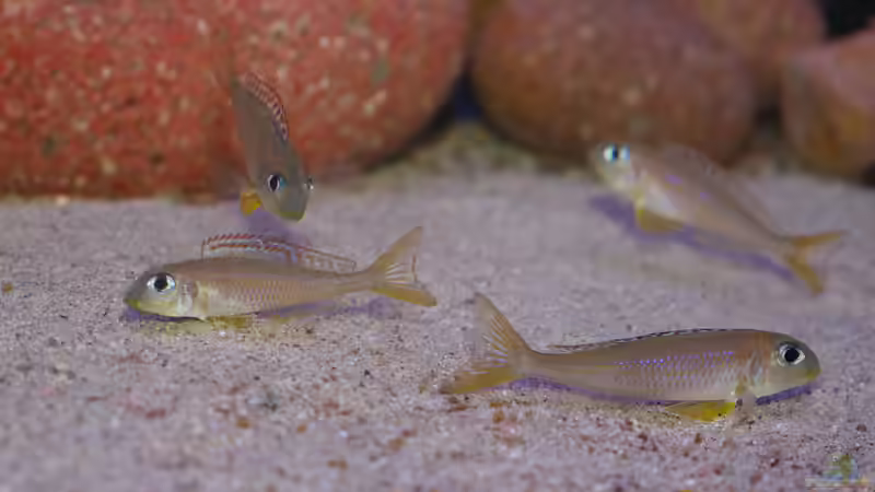 Xenotilapia Flavipinnis ´Red Royal Kekese´ von ravaka (142)