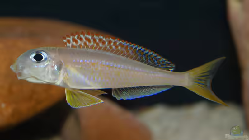 Aquarien für Xenotilapia flavipinnis (Gelber Sandcichlide)