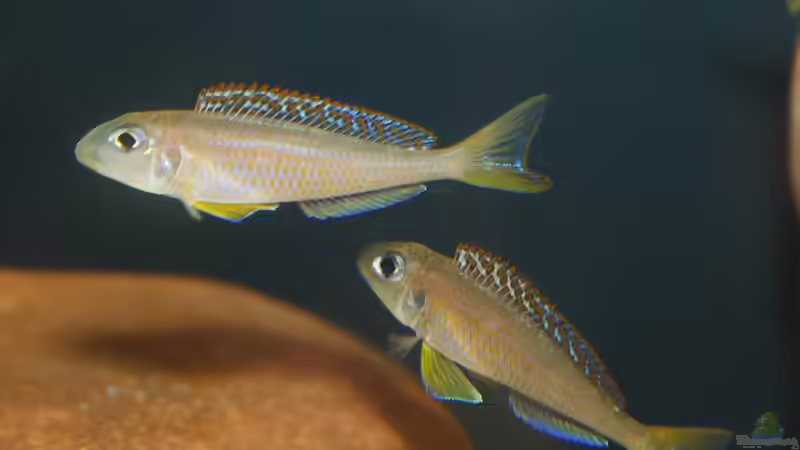 Einrichtungsbeispiele für Aquarien mit Xenotilapia-Arten