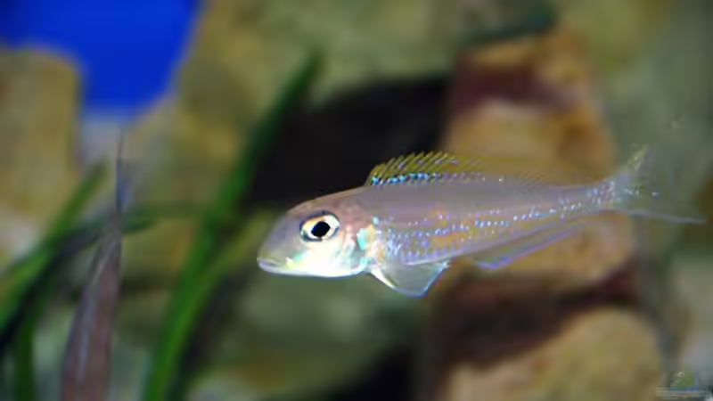 Aquarien für Xenotilapia flavipinnis (Gelber Sandcichlide)