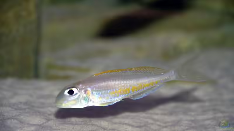 Aquarien für Xenotilapia flavipinnis (Gelber Sandcichlide)