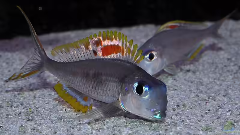 Xenotilapia nigrolabiata red princess  von Peter Hübner (13)