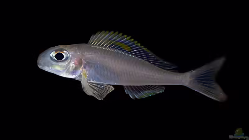 Xenotilapia nigrolabiata ´red princess´  von ravaka (64)