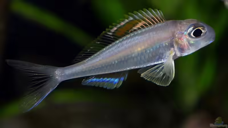 Xenotilapia nigrolabiata ´red princess´  von ravaka (67)