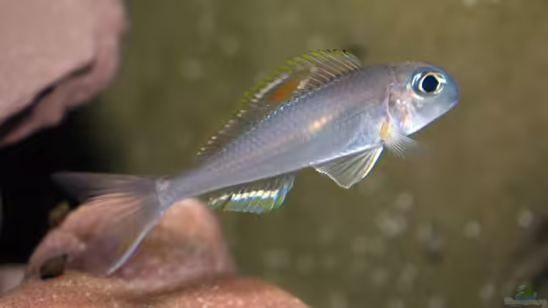 Xenotilapia nigrolabiata ´red princess´  von ravaka (70)