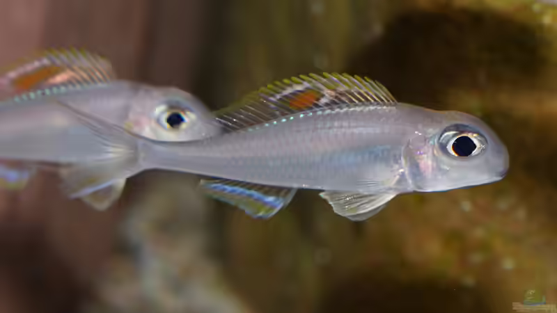 Einrichtungsbeispiele für Aquarien mit Xenotilapia-Arten