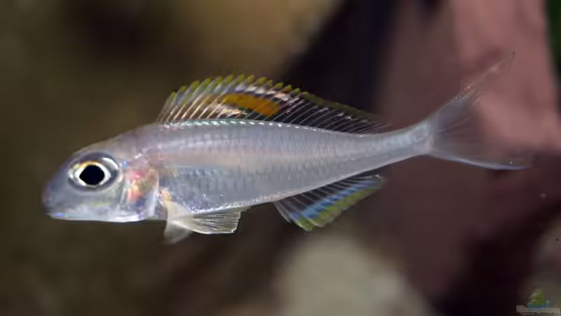 Xenotilapia nigrolabiata im Aquarium (Einrichtungsbeispiele für Xenotilapia red princess)