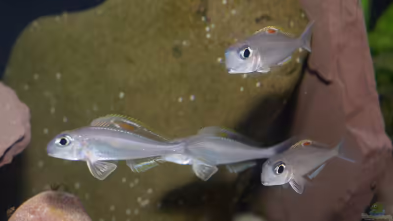 Xenotilapia nigrolabiata im Aquarium (Einrichtungsbeispiele für Xenotilapia red princess)