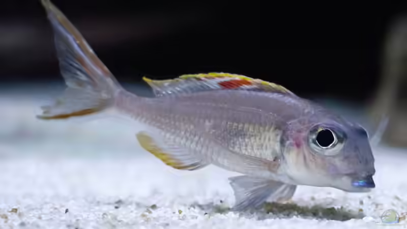 Xenotilapia nigrolabiata Red Princess eingezogen am 31.3.16 von Martina (36)