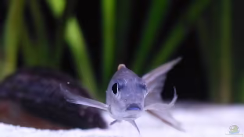 Xenotilapia nigrolabiata im Aquarium (Einrichtungsbeispiele für Xenotilapia red princess)