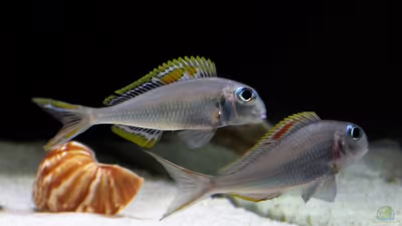 Xenotilapia nigrolabiata red princess von Martina (32)