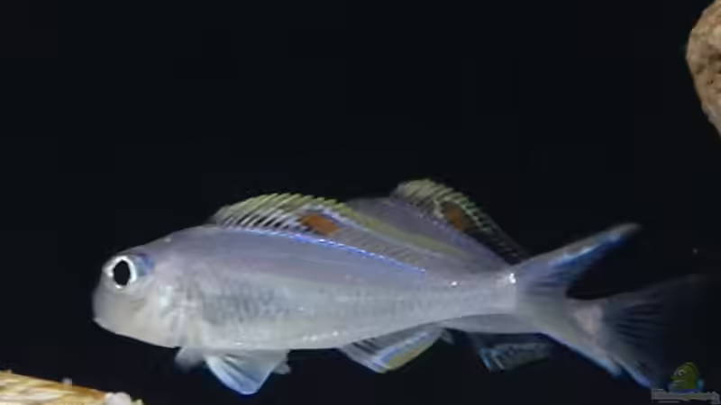 Xenotilapia nigrolabiata Red Princess von Martina (37)