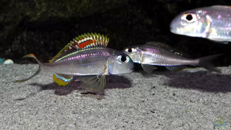 Xenotilapia nigrolabiata red princess von Peter Hübner (14)