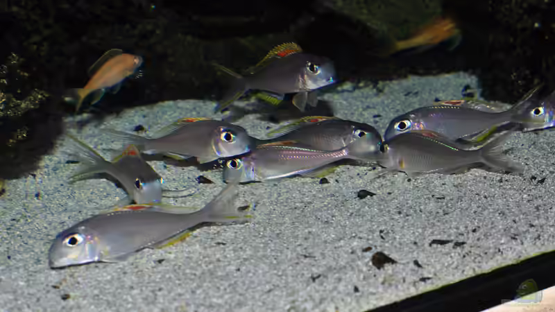 Xenotilapia nigrolabiata red princess von Peter Hübner (15)