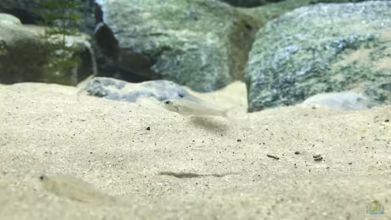 Xenotilapia NZ von Monaco (11)