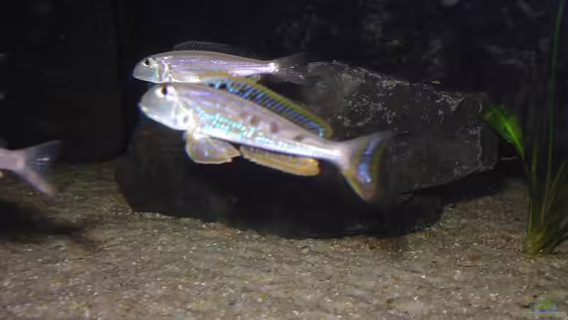 Xenotilapia ochogenys ´Ndole´ von Thomas Wittemeier (2)