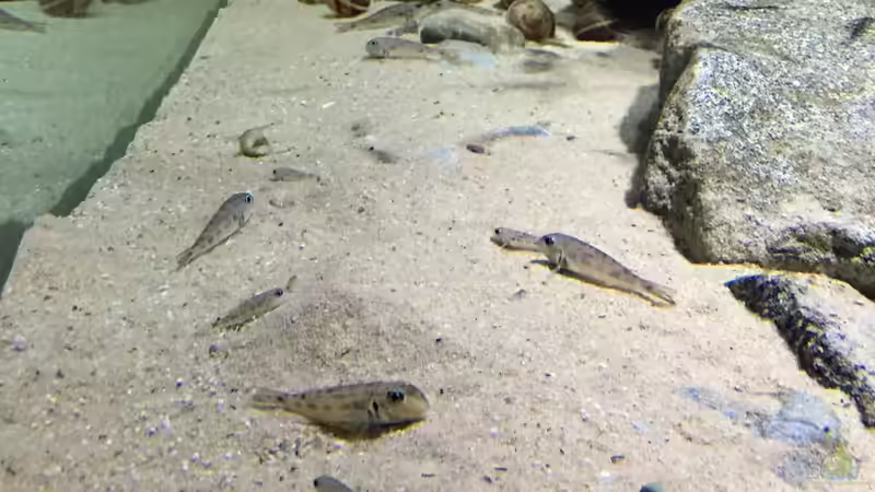 Xenotilapia ochrogenys direkt nach Anschalten des Lichtes von Monaco (18)