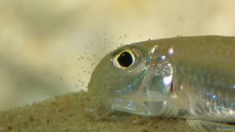 Xenotilapia ochrogenys kigoma-Weibchen bei ihrer Lieblingsbeschäftigung... von Andreas Werth (12)