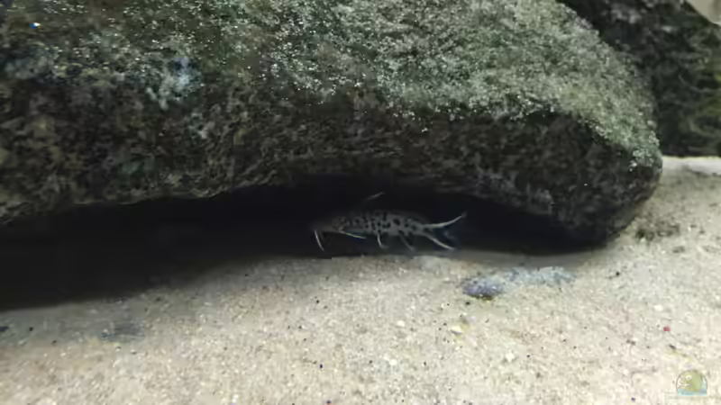 Xenotilapia ochrogenys mit Synodontis lucipinnis von Monaco (16)
