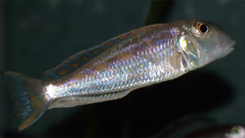 Xenotilapia ochrogenys ´Ndole´ Männchen (gerade eingewöhnt) von Volker Hebestreit (17)