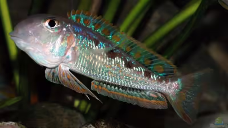Xenotilapia ochrogenys ´Ndole´ von Volker Hebestreit (19)