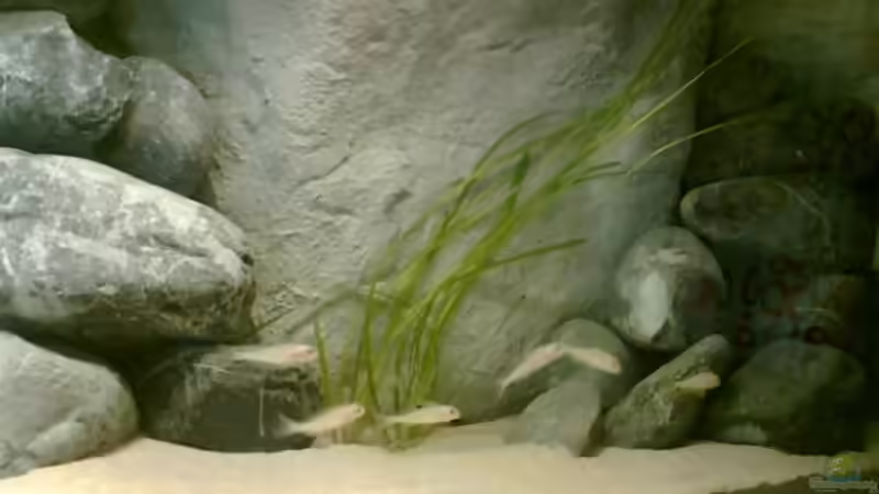 Xenotilapia papilio sunflower Kerenge von Alex Stark (10)