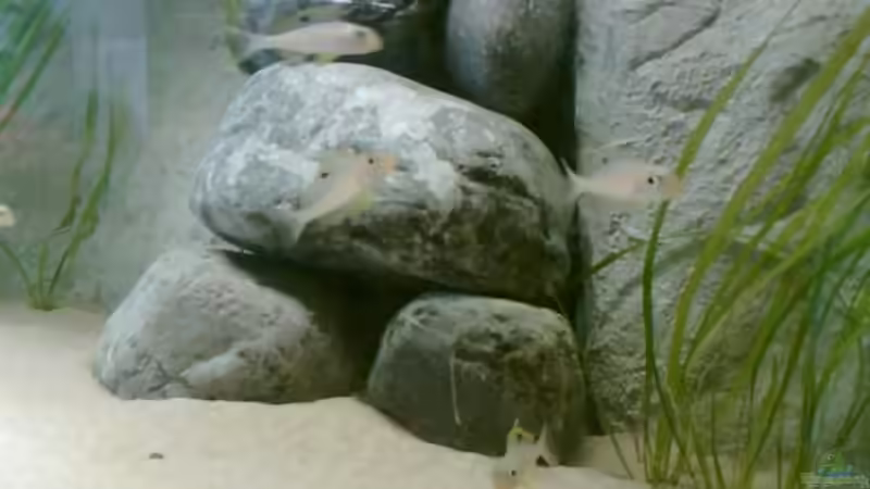 Xenotilapia papilio sunflower Kerenge von Alex Stark (11)