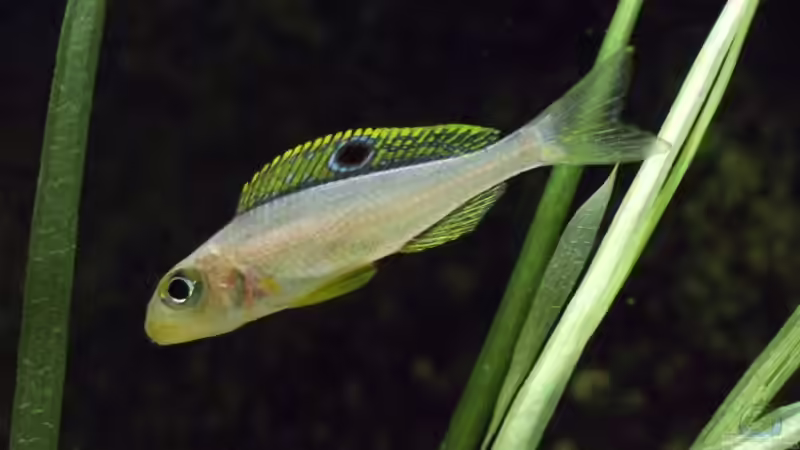 Aquarien für Xenotilapia papilio