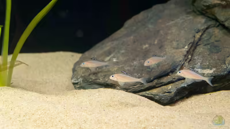 Aquarien für Xenotilapia papilio
