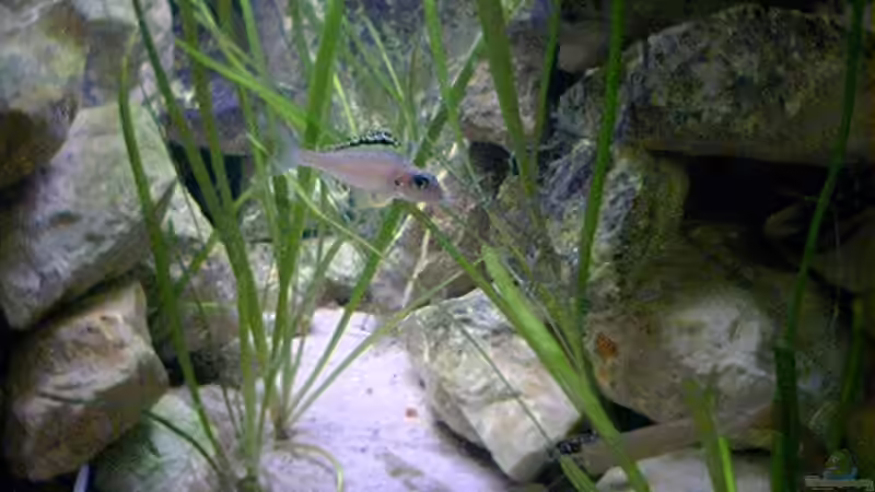 Aquarien für Xenotilapia papilio