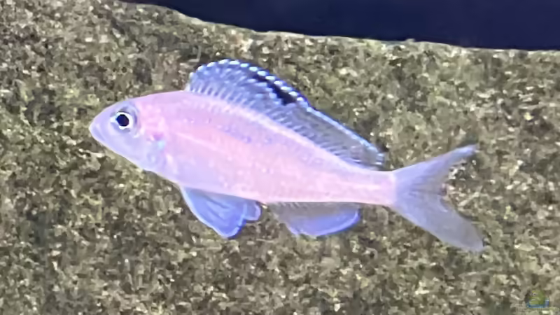 Xenotilapia spilopterus kasanga (Licht mit mehr Blauanteil) von Ralf Fiechter (12)