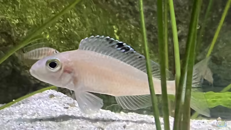 Xenotilapia spilopterus kasanga von Ralf Fiechter (11)