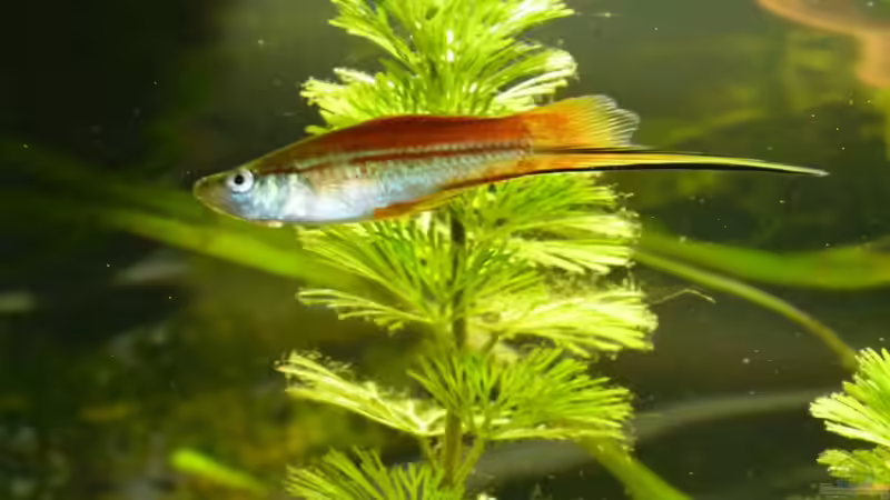 Xiphophorus helleri  von erma (14)