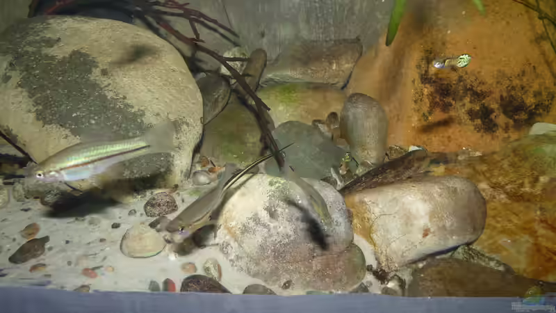 Xiphophorus kallmani im Aquarium halten (Einrichtungsbeispiele für Messingschwertträger)