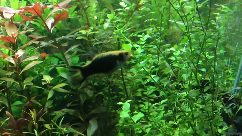 Xiphophorus maculatus Jungtier von Christian Bernreiter (31)