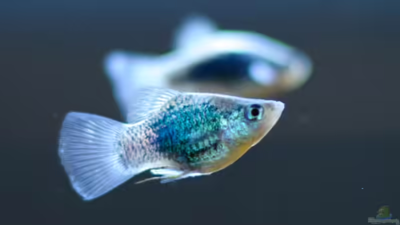 Xiphophorus maculatus (m) von Daniel80 (18)