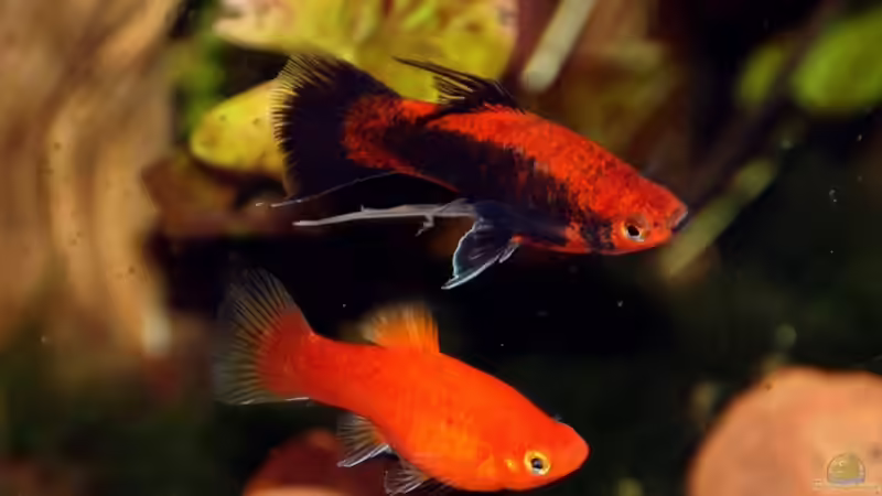 Xiphophorus maculatus von brimar67 (30)