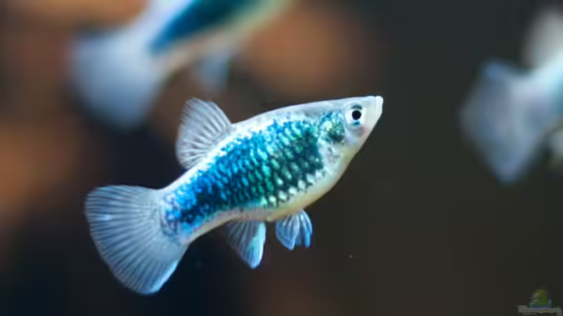 Xiphophorus maculatus (w) von Daniel80 (19)