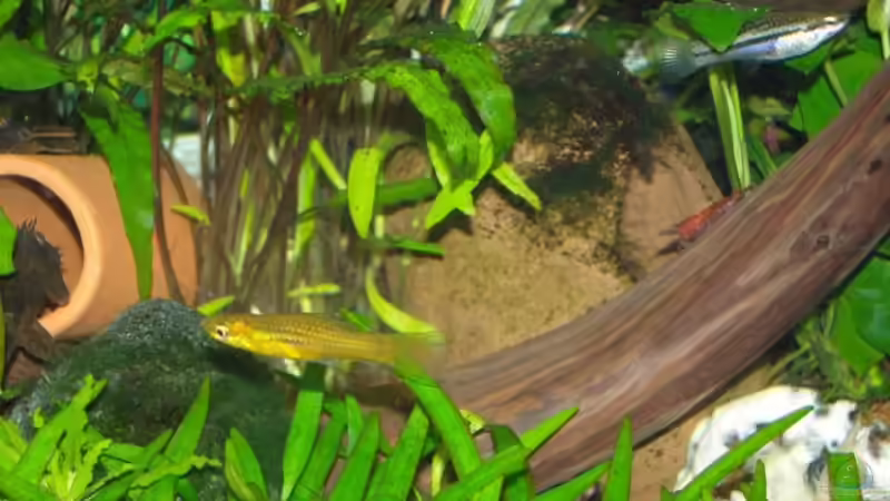 Xiphophorus Männchen und Weibchen von Aquarienfreund44 (15)