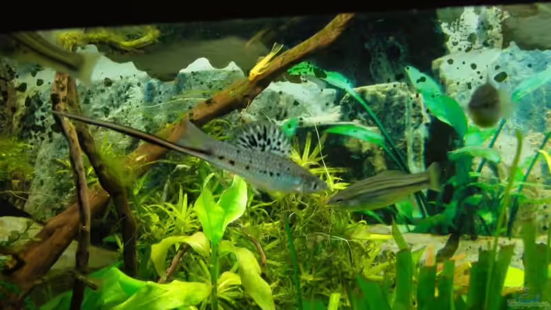 Xiphophorus montezumae domminantes Männchen von Aquarienfreund44 (29)