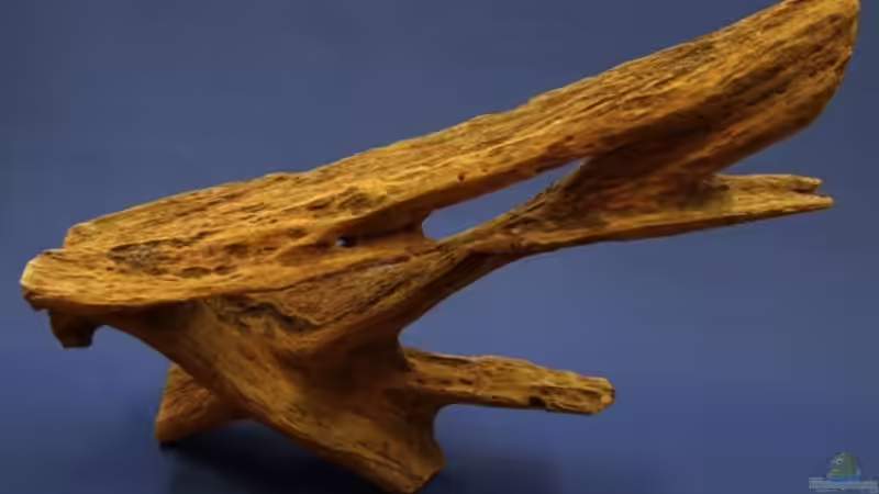 XXL Mangrove Bild 4 von American Stone (16)