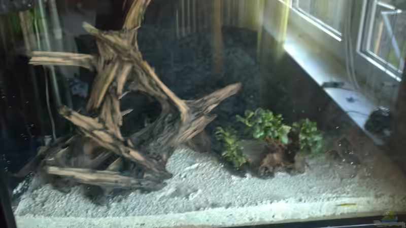 XXL Wurzel + 2x kleinere Wurzeln + 6 Welshöhlen rein von Pipp Amerika (5)