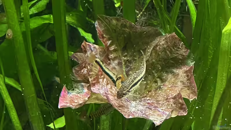 Y. cruciatus und Y. brevis (die größeren Fische) beim Fressen von Lina L. (19)