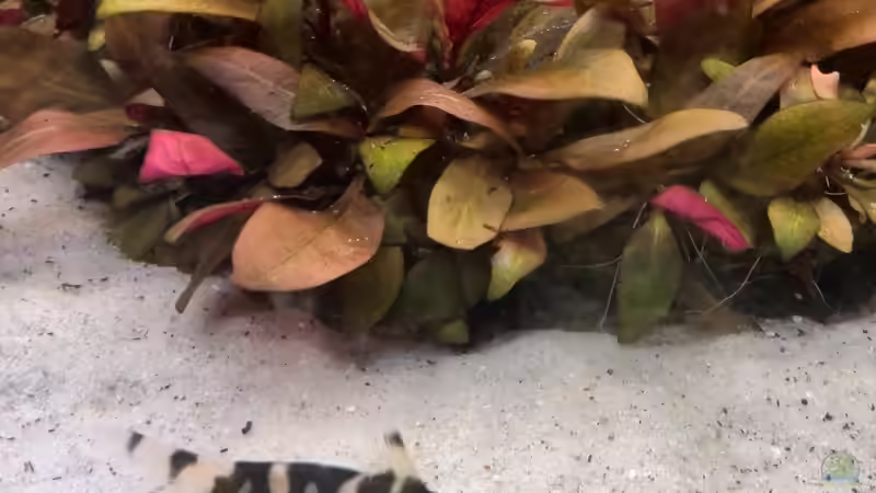 Yasuhikotakia sidthimunki (Schachbrettschmerle) von Vancouver2010 (43)