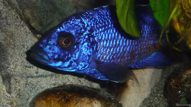 Ybbstal meets Malawi Juni 2018 von DER YBBSTALER (1)