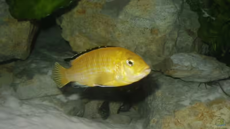 Yello Weibchen von Aquamichel (31)