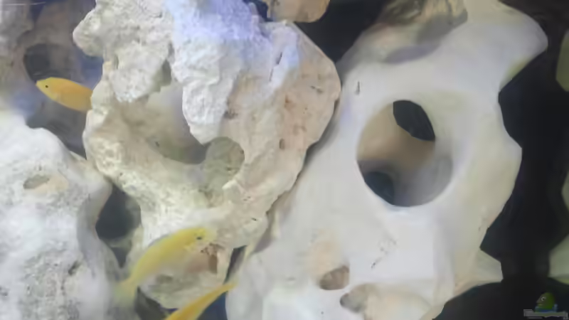 Yellow - Hongi red top - Demasoni von Crashdragon (28)